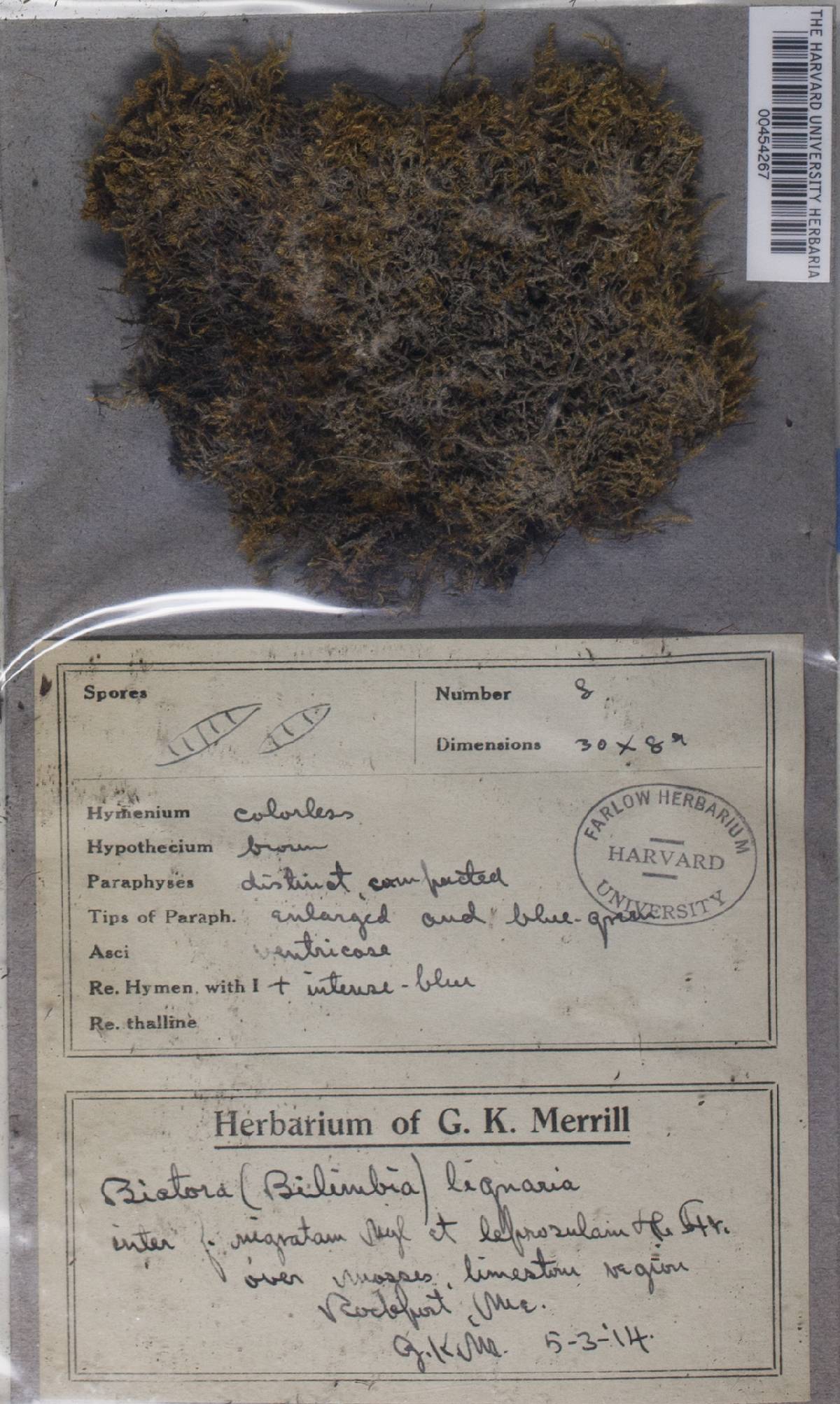 Micarea lignaria var. lignaria image