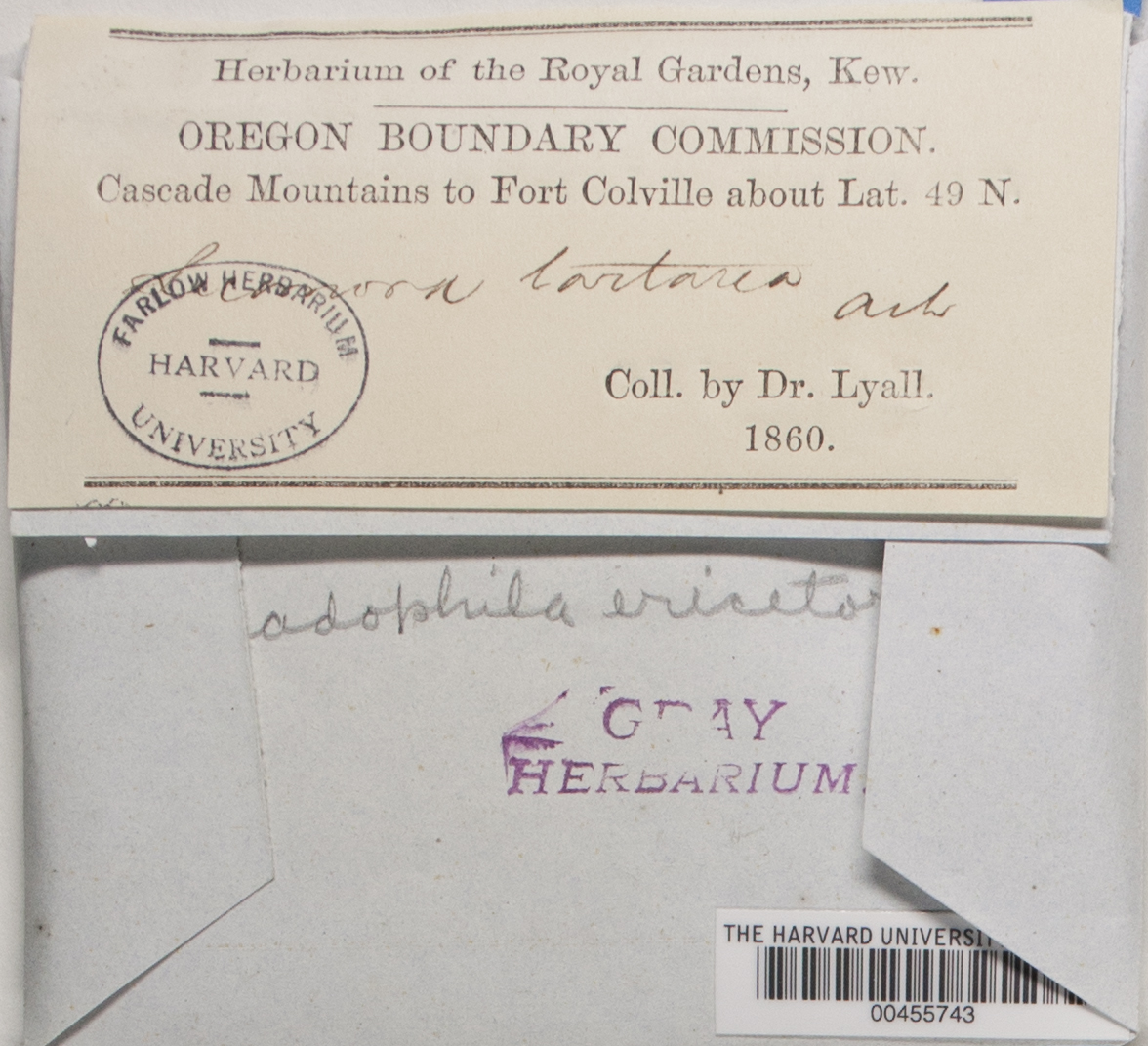Ochrolechia tartarea image