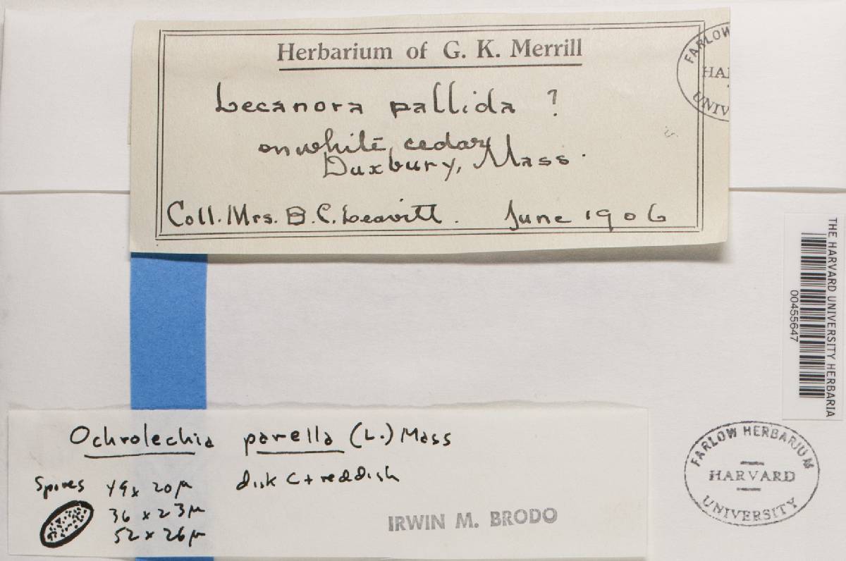 Ochrolechia parella image