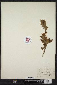 Cladonia pulvinella image