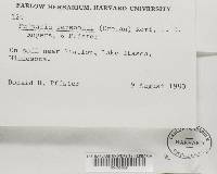 Marcelleina persoonii image