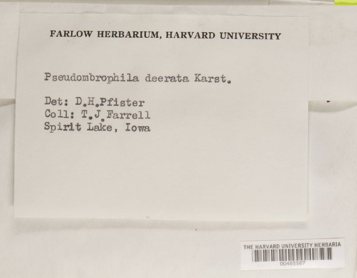 Pseudombrophila deerrata image
