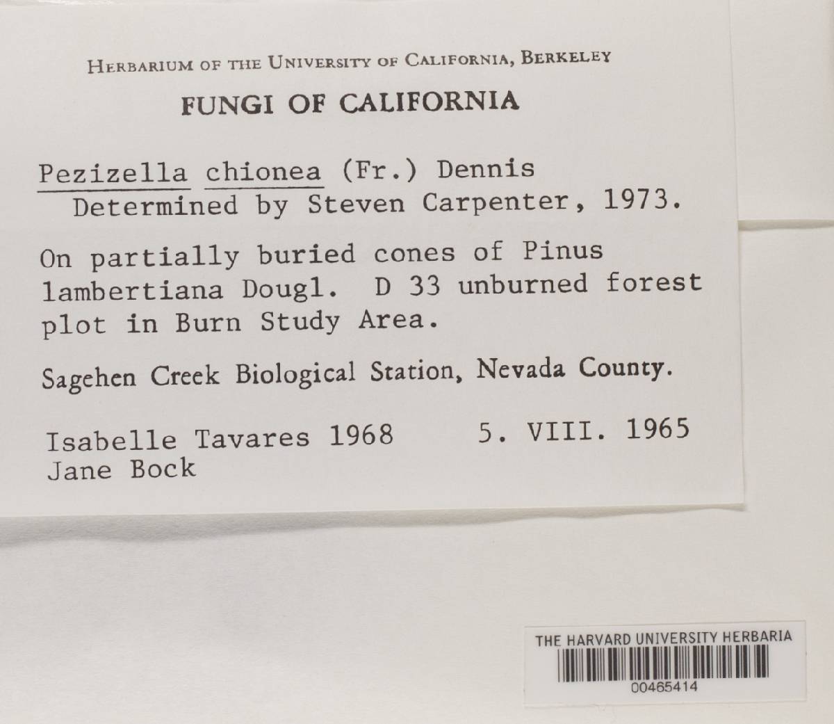 Pezizella chionea image