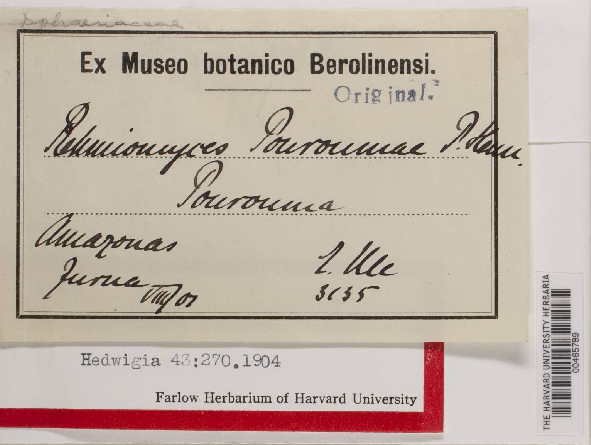 Rehmiomyces pouroumae image