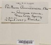 Pocillum americanum image