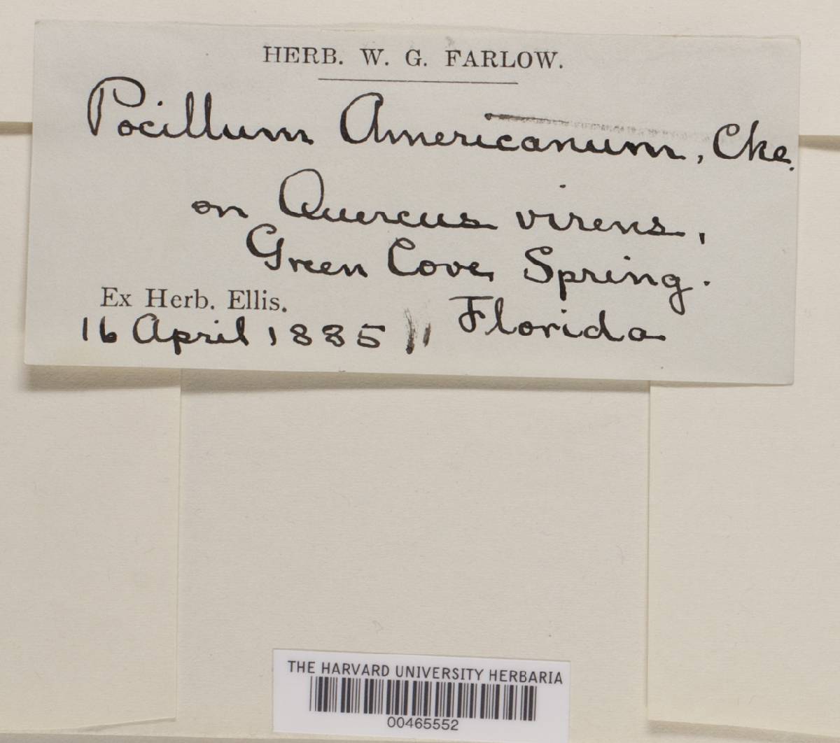 Pocillum americanum image