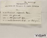 Peziza repanda image