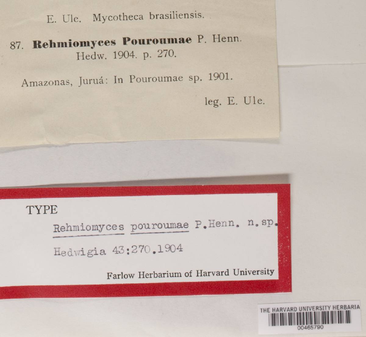 Rehmiomyces pouroumae image