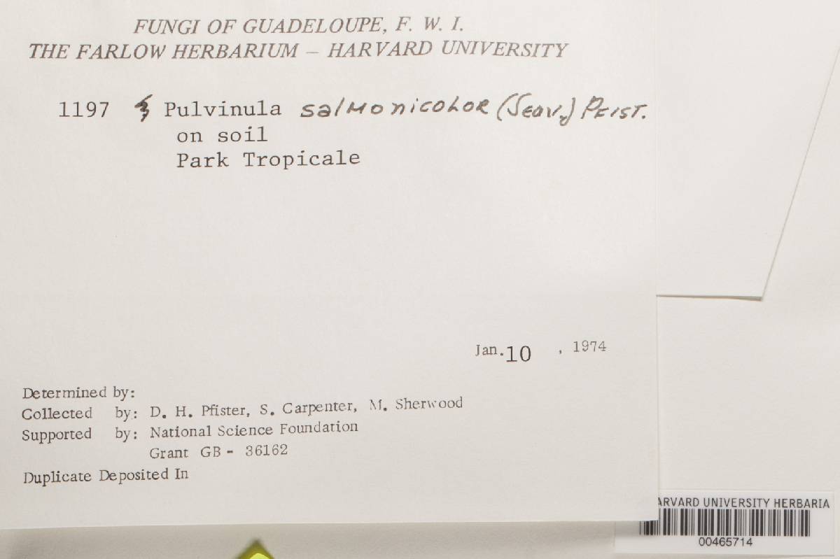 Pulvinula salmonicolor image