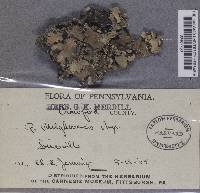 Parmotrema nilgherrense image