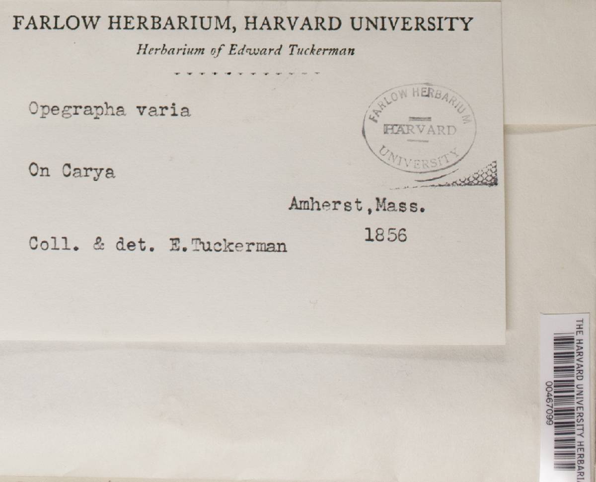 Opegrapha varia image