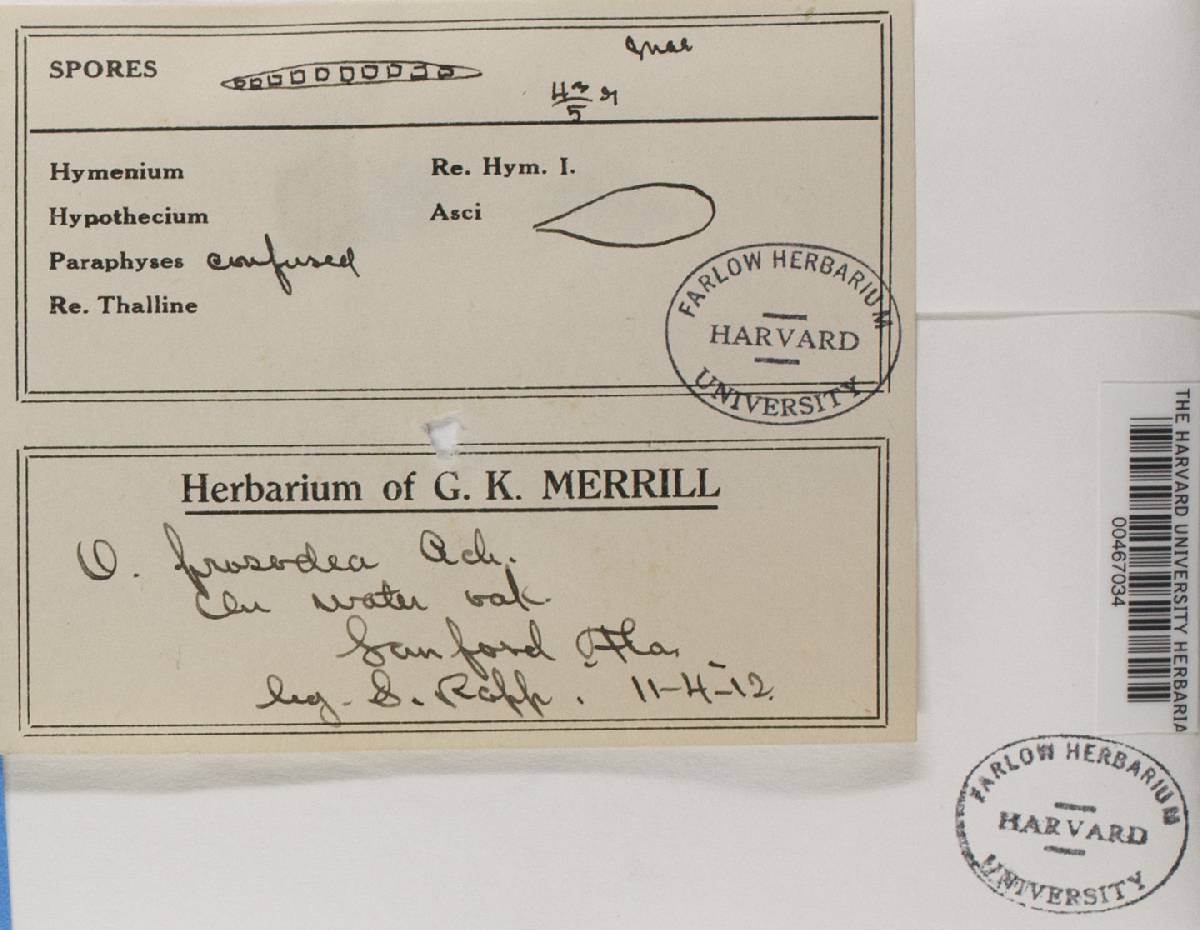 Opegrapha prosodea image