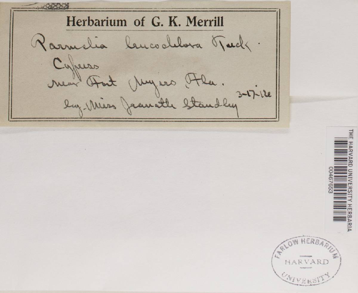 Pseudoparmelia image