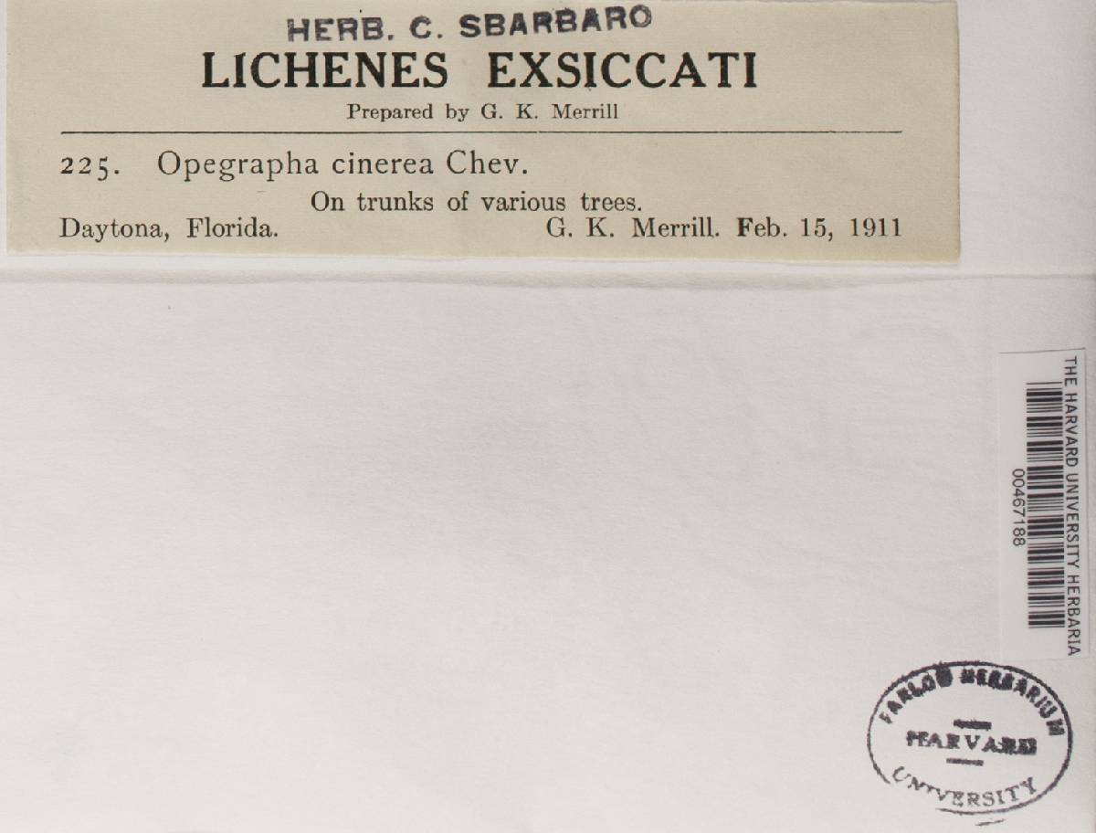 Opegrapha vulgata var. vulgata image