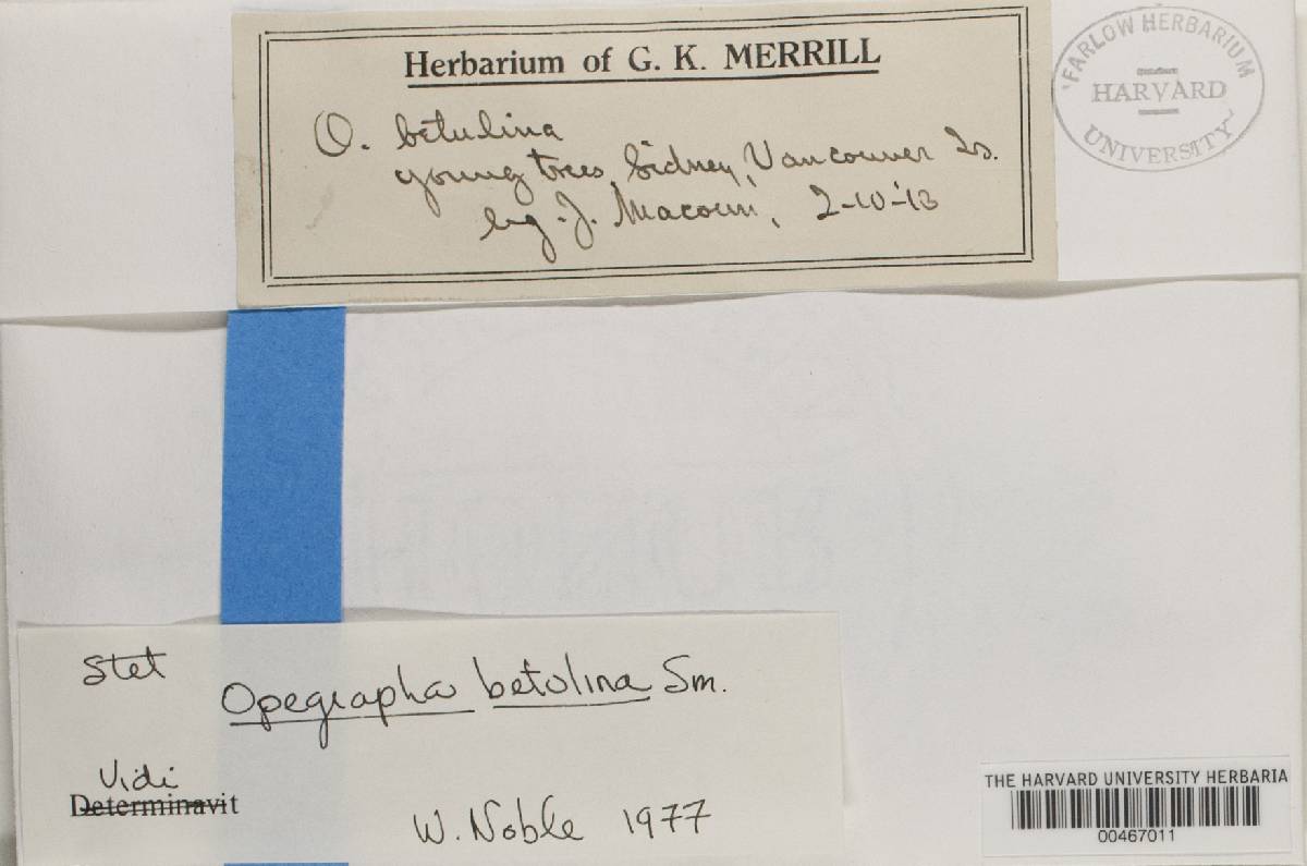 Opegrapha herbarum image