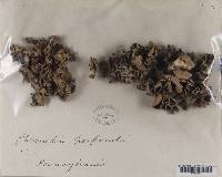 Parmotrema reticulatum image