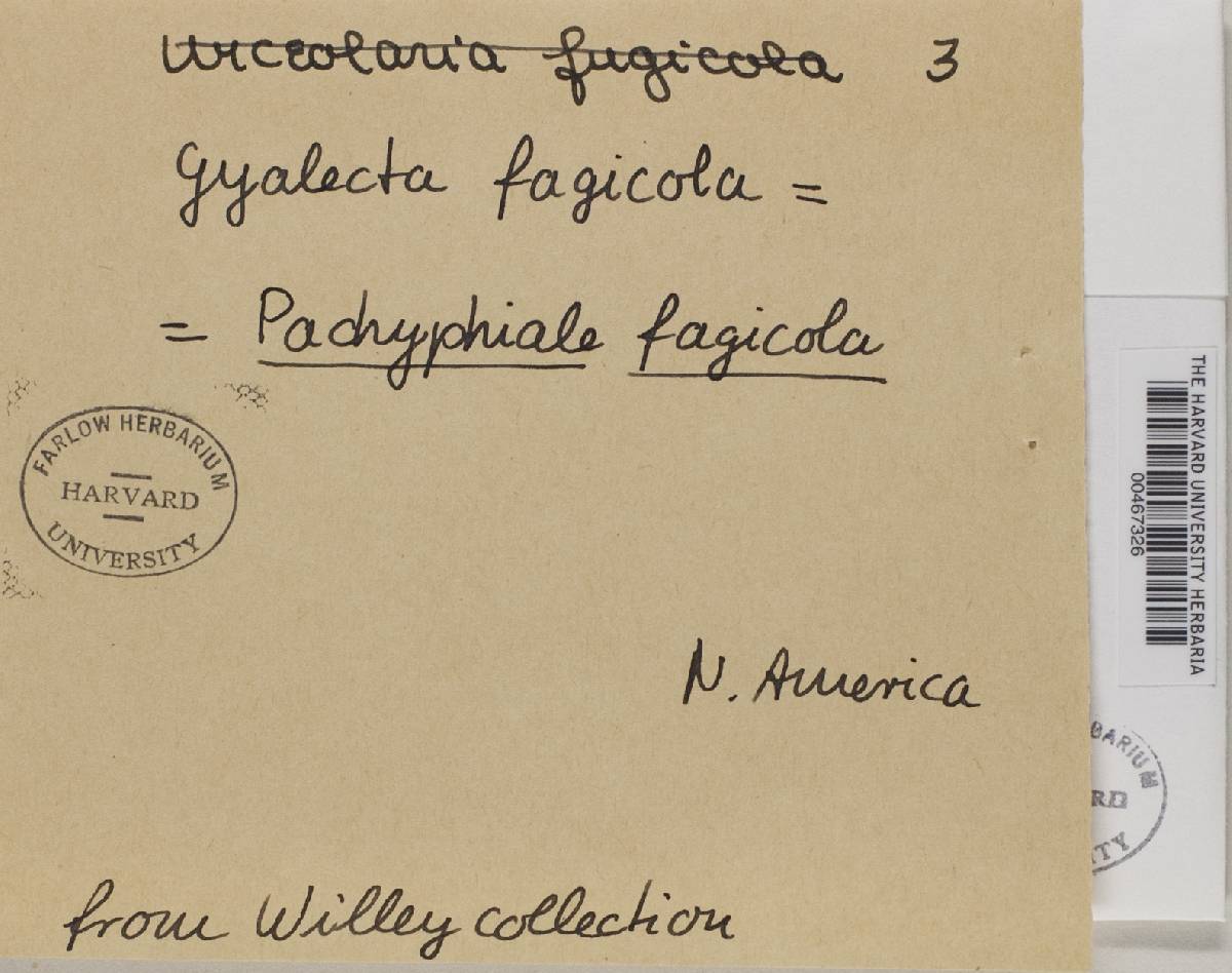 Pachyphiale fagicola image