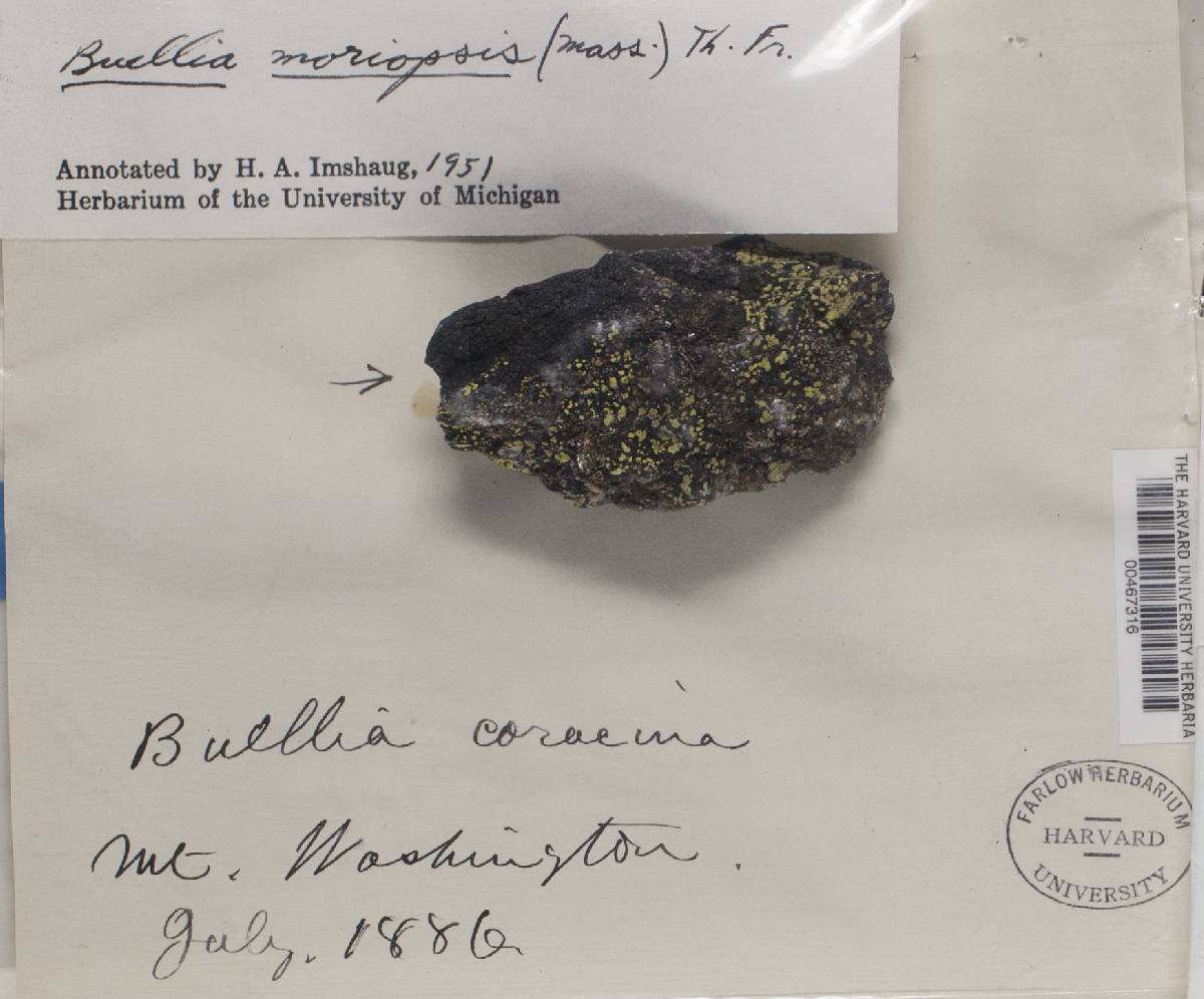 Orphniospora moriopsis var. moriopsis image