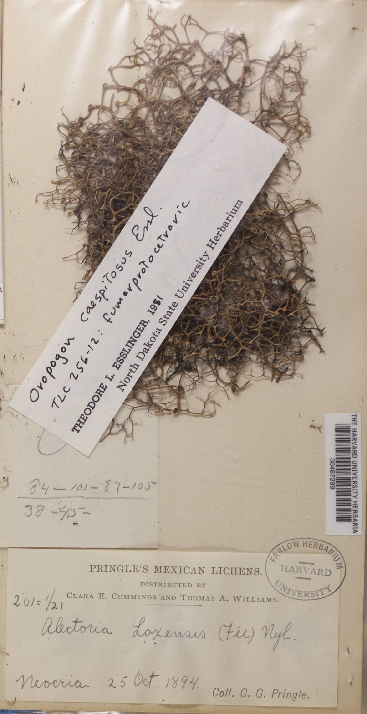Oropogon caespitosus image