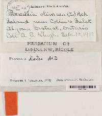 Melanohalea halei image