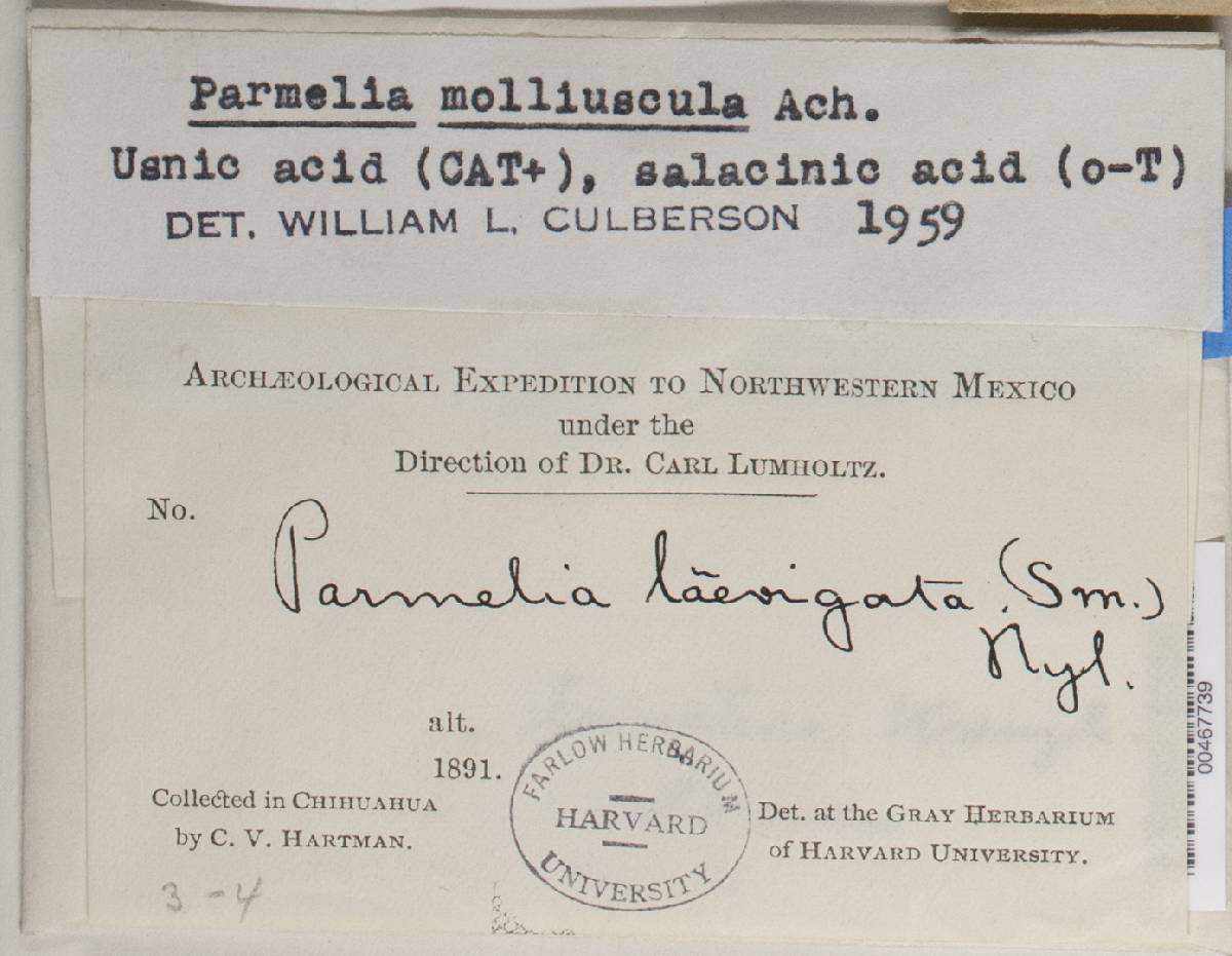 Xanthoparmelia taractica image