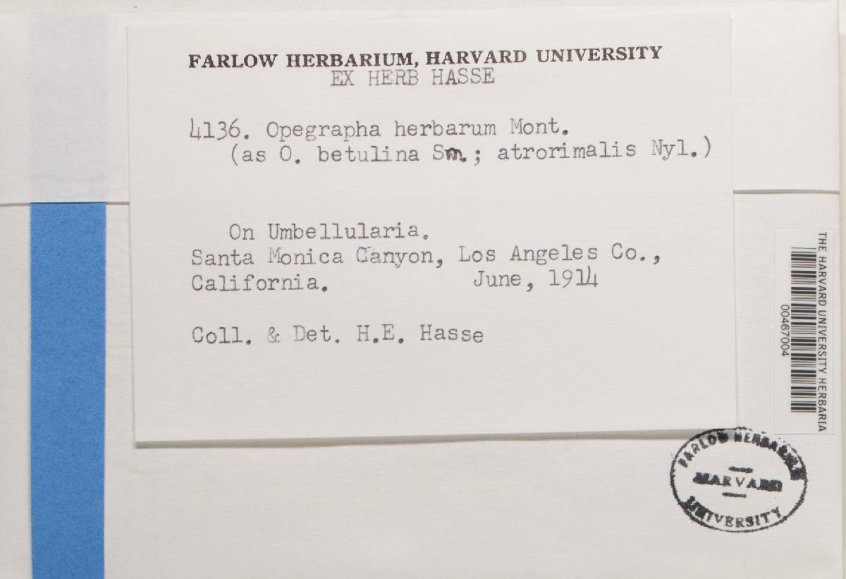 Opegrapha herbarum image