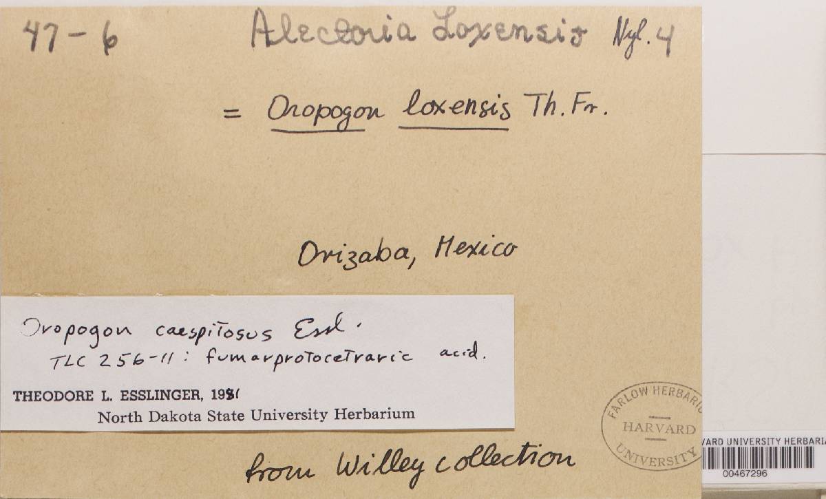 Oropogon caespitosus image