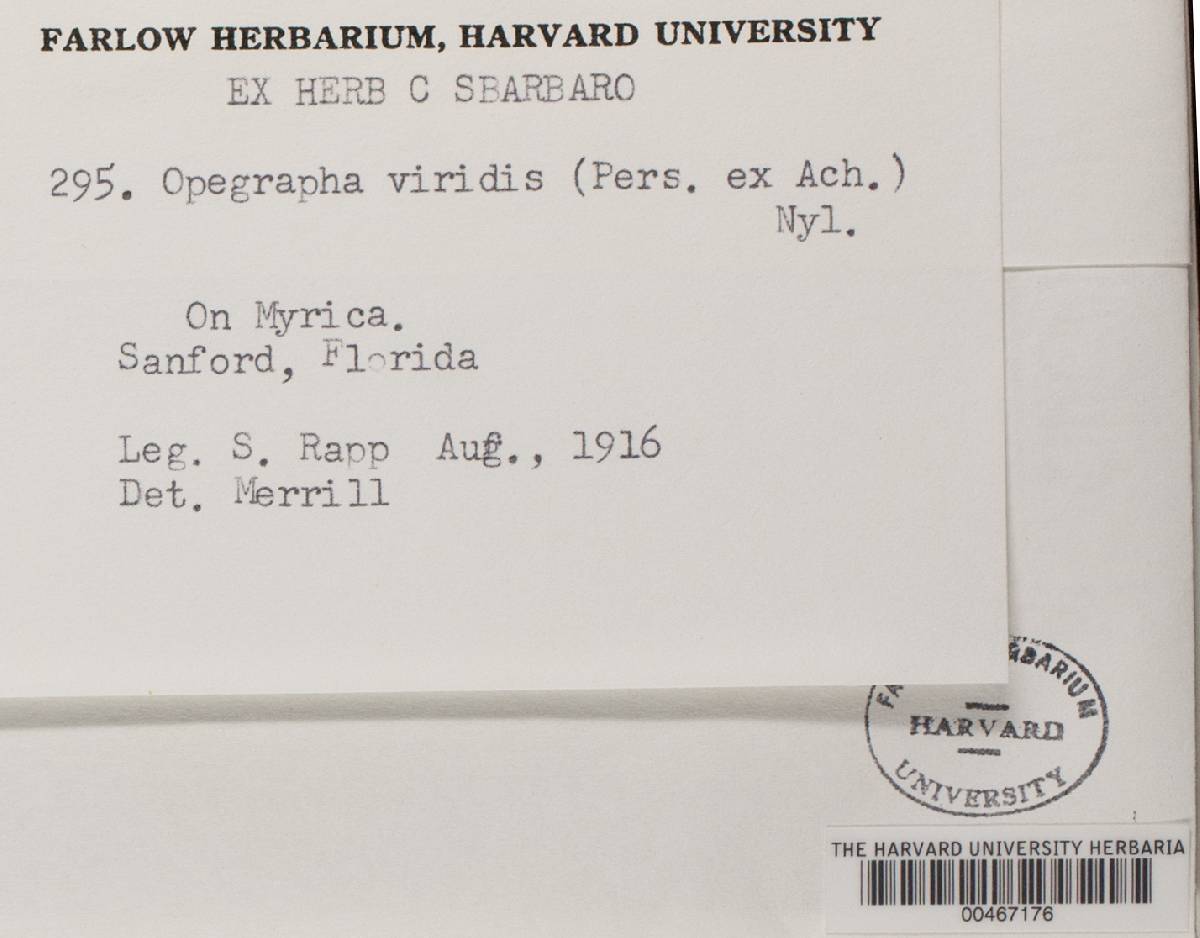 Opegrapha viridis image