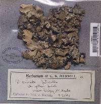 Parmotrema crinitum image