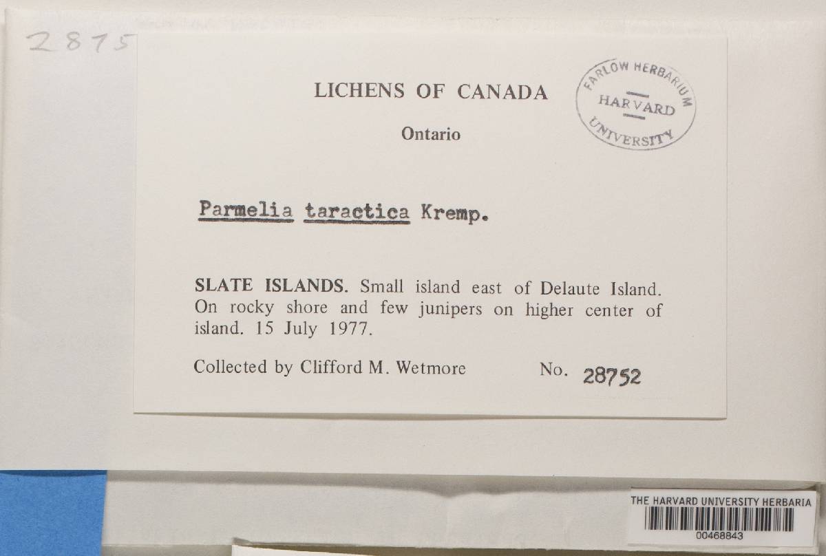 Xanthoparmelia taractica image