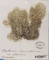 Cladonia stellaris image