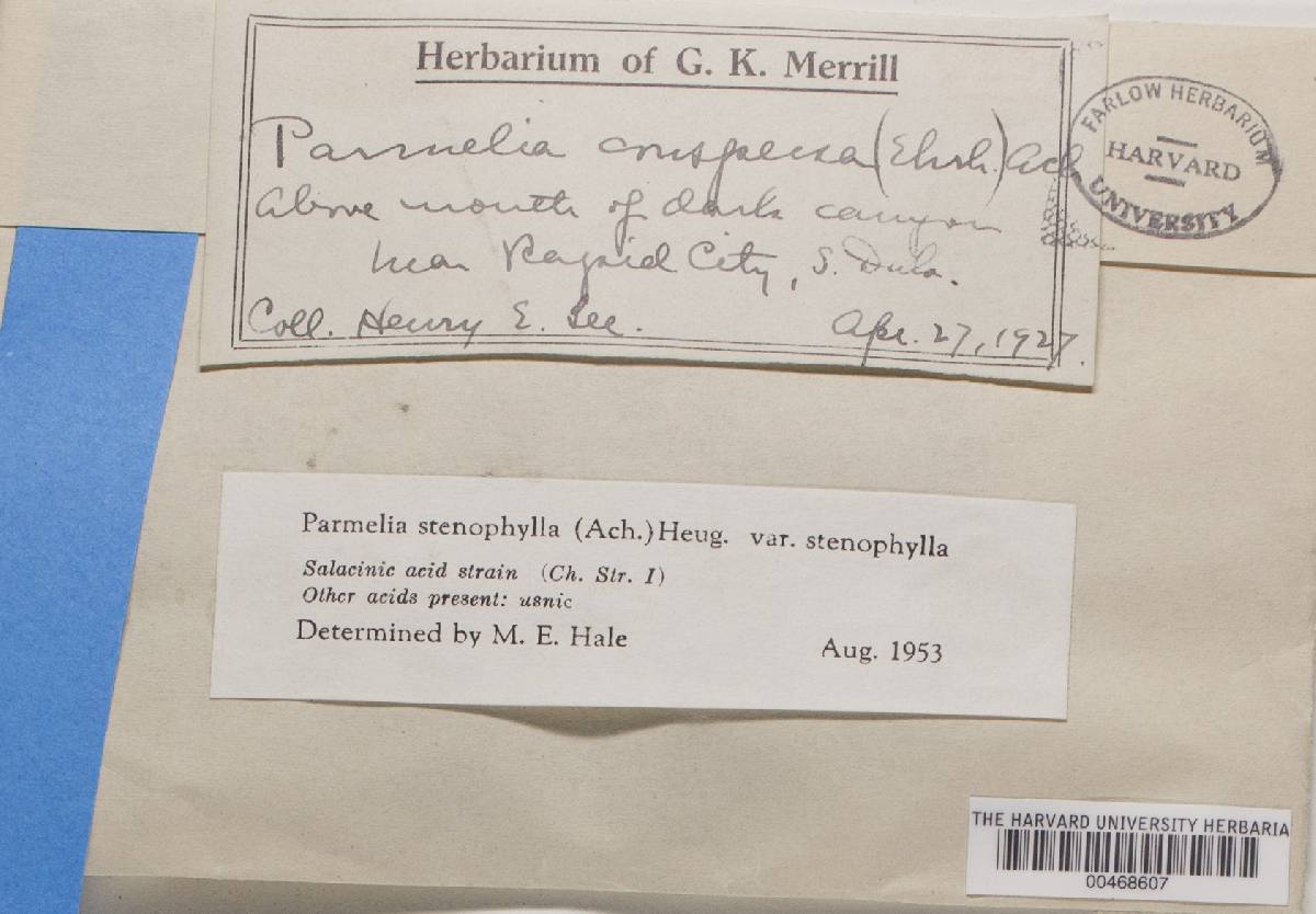 Xanthoparmelia stenophylla image