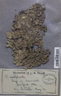 Parmotrema sulphuratum image