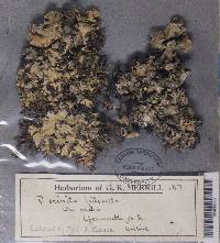 Parmotrema crinitum image