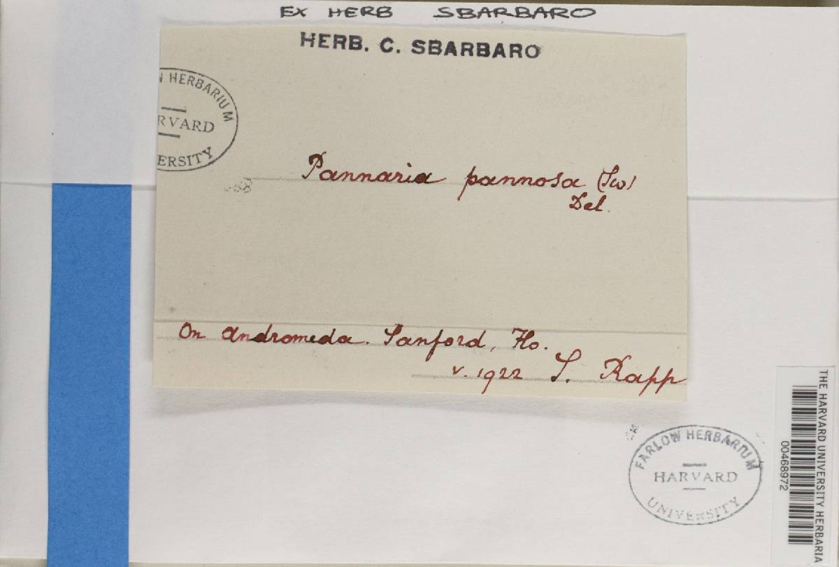 Parmeliella mariana image