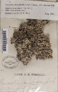 Xanthoparmelia stenophylla image