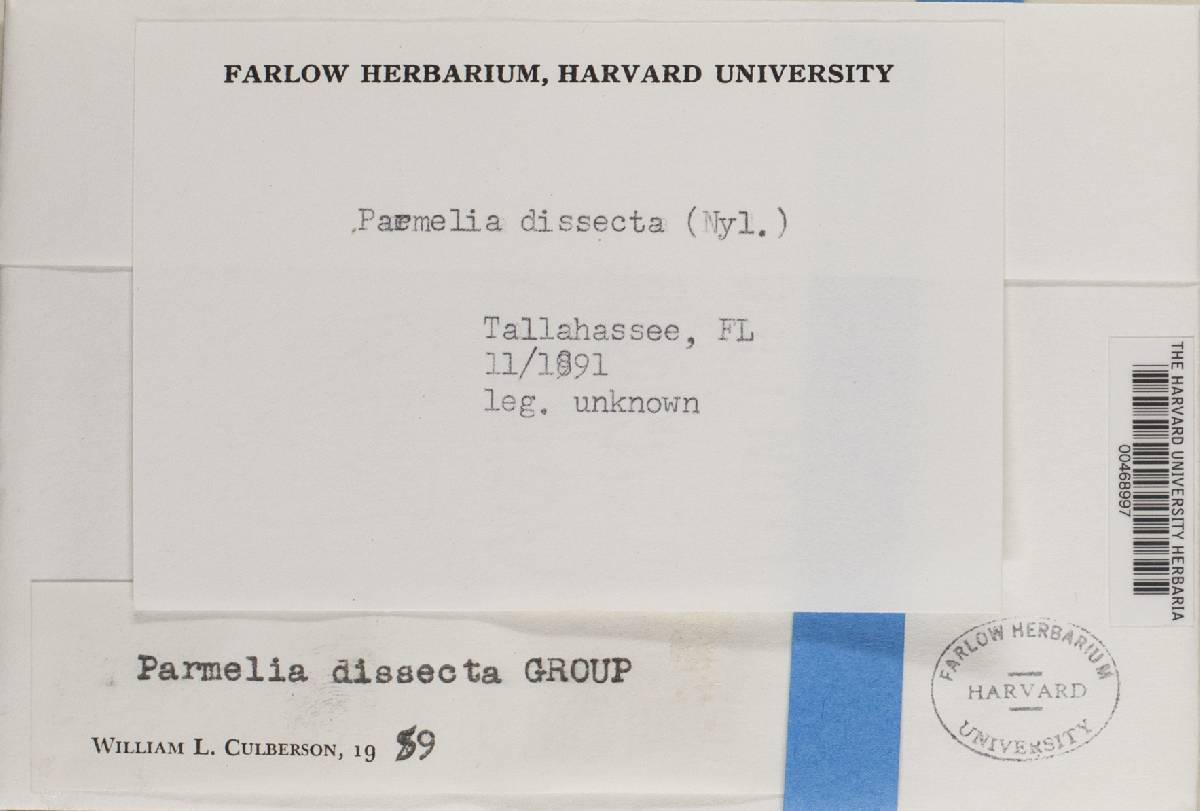 Parmelinopsis minarum image