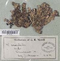 Parmelia saxatilis image