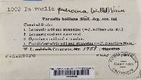 Parmelina coleae image