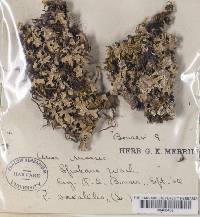 Parmelia saxatilis image