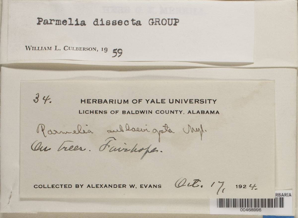 Parmelinopsis minarum image