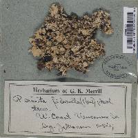 Parmotrema crinitum image