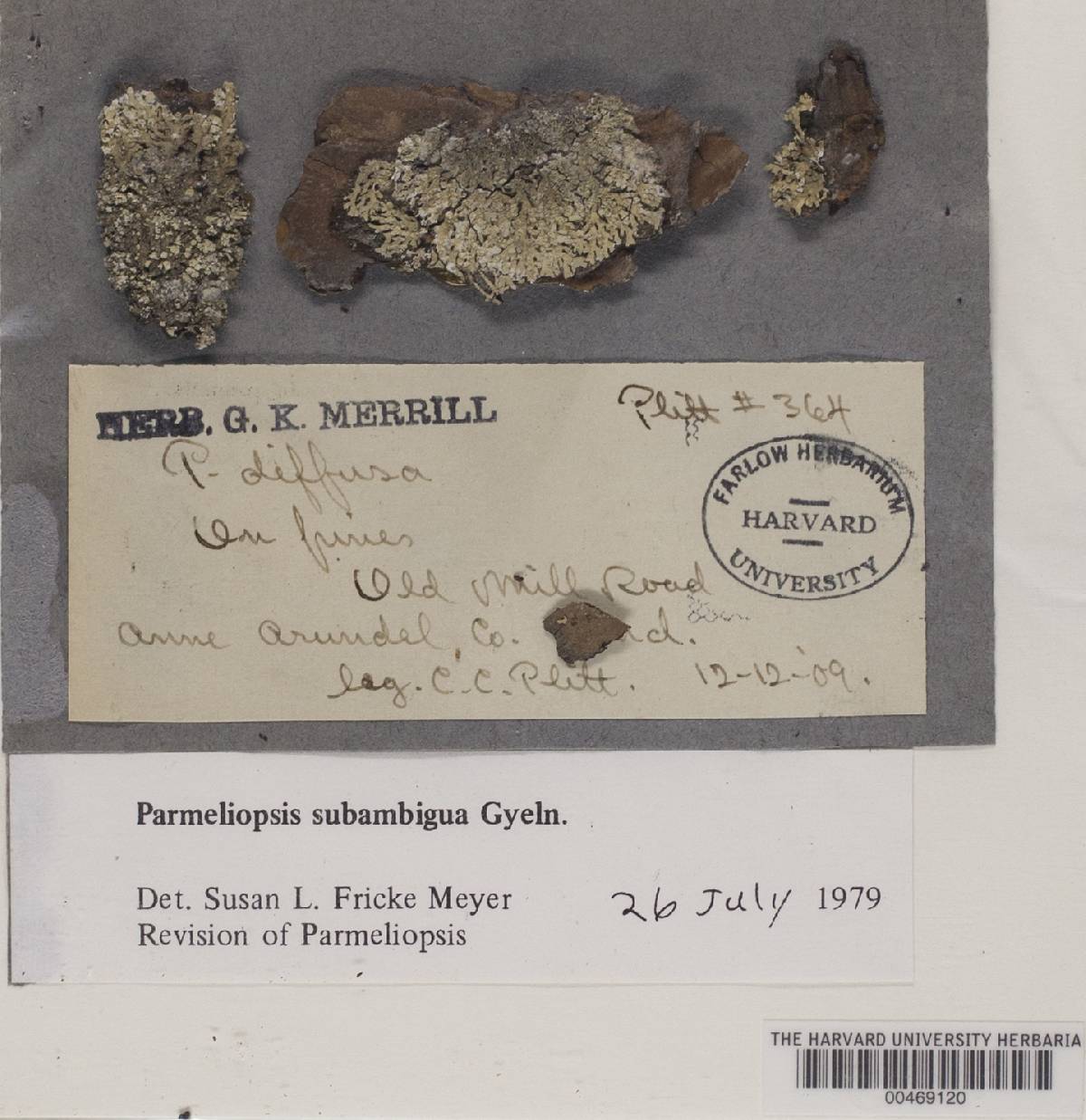 Parmeliopsis subambigua image