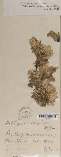 Peltigera membranacea image