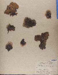 Peltigera canina image