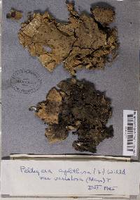 Peltigera leucophlebia image