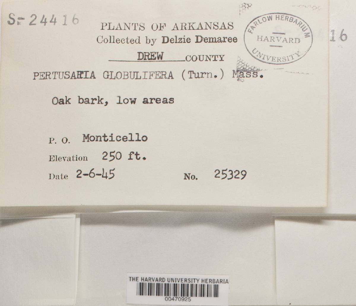 Pertusaria albescens var. albescens image