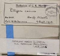 Peltigera rufescens image