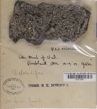 Pertusaria albescens var. albescens image