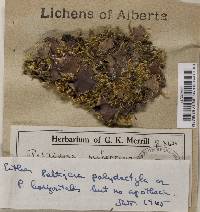 Peltigera rufescens image